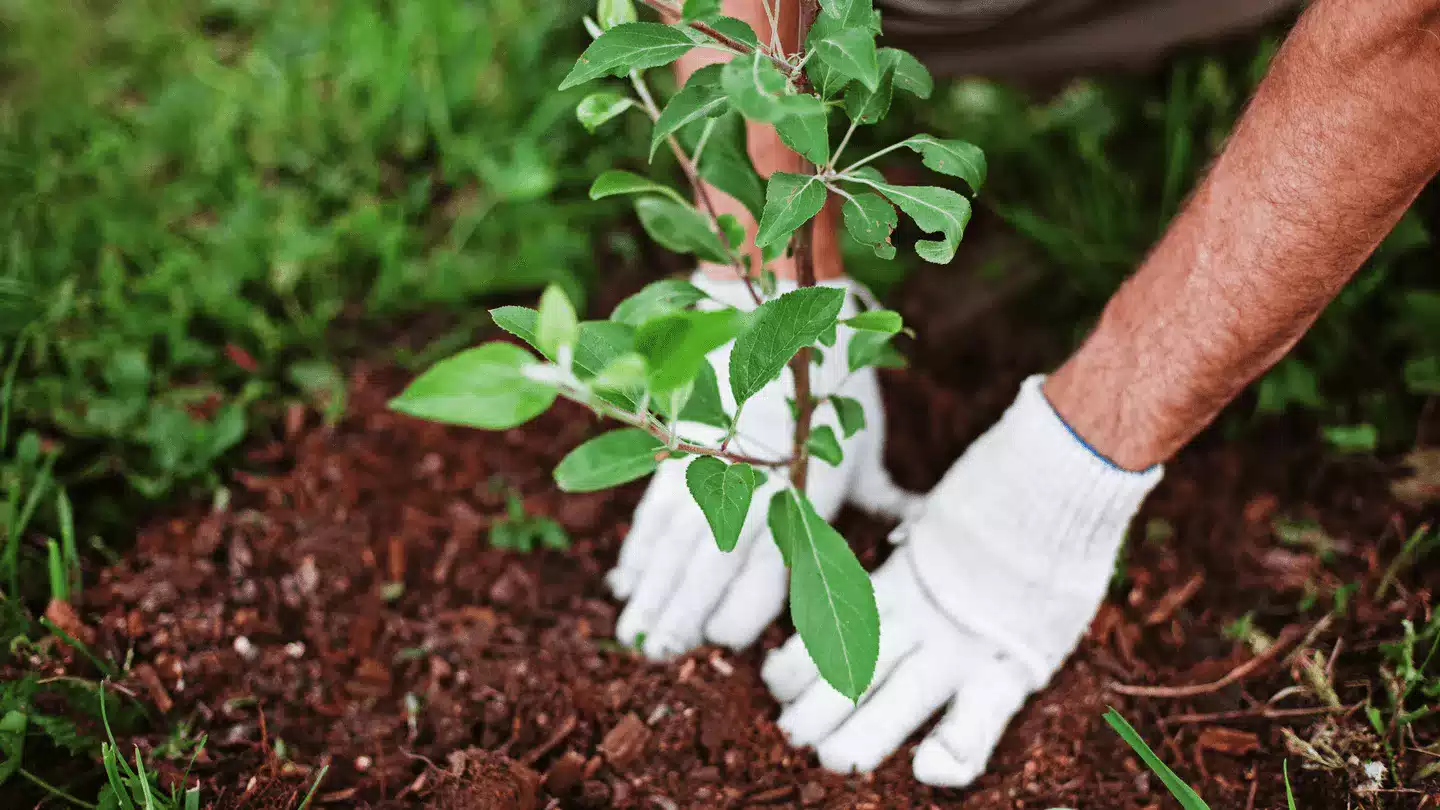 Gloved hands planting a tree.