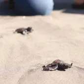 Turtle