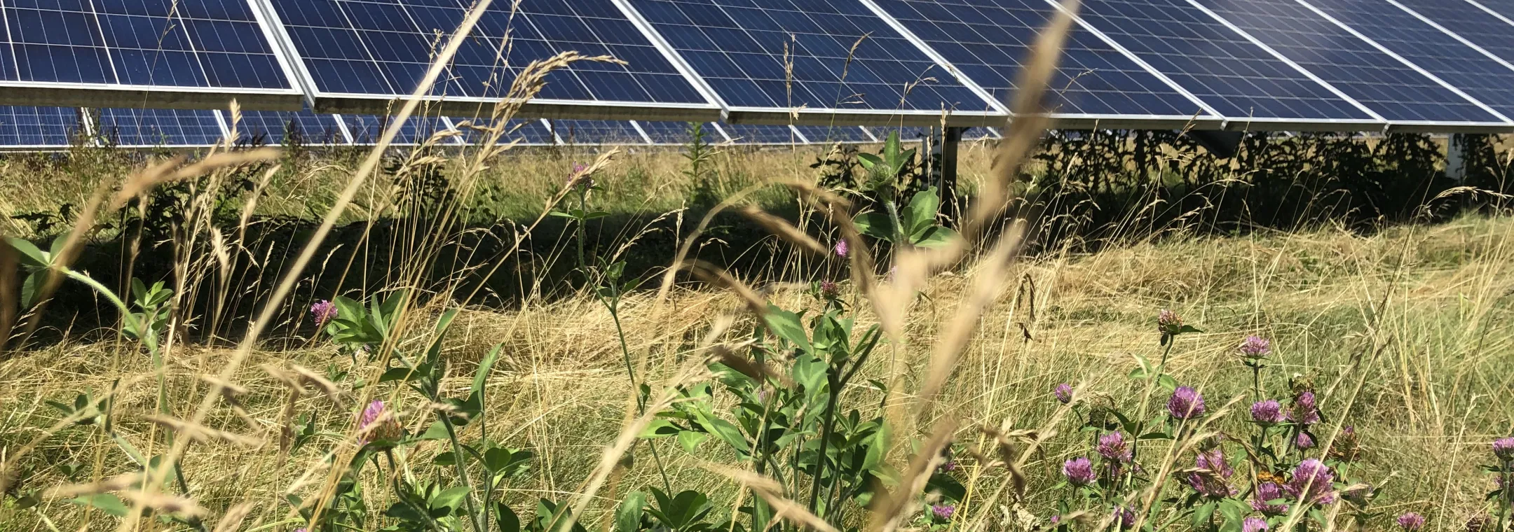 etown_tall_haygrass_and_purple.jpg