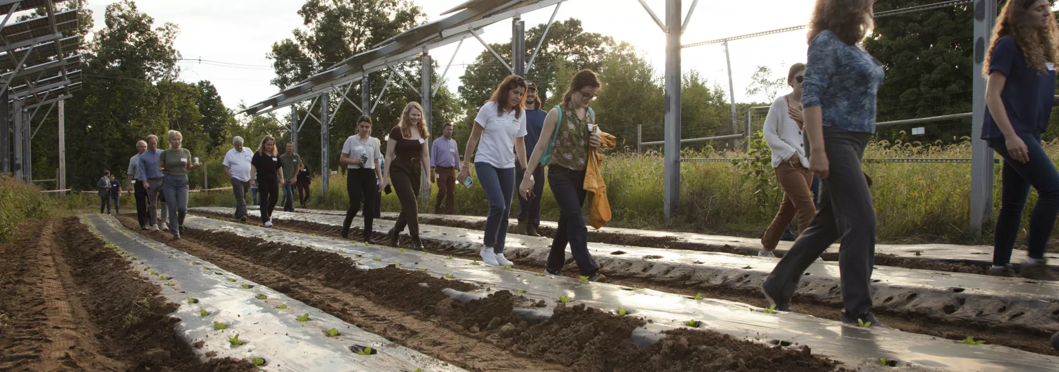 walking through veg