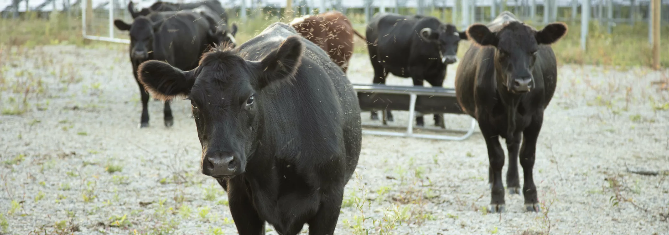cattle 2