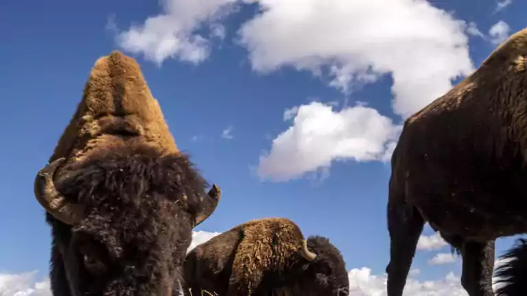 Bison Grazing