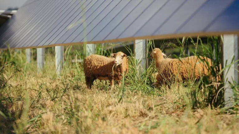 Lawai Sheep