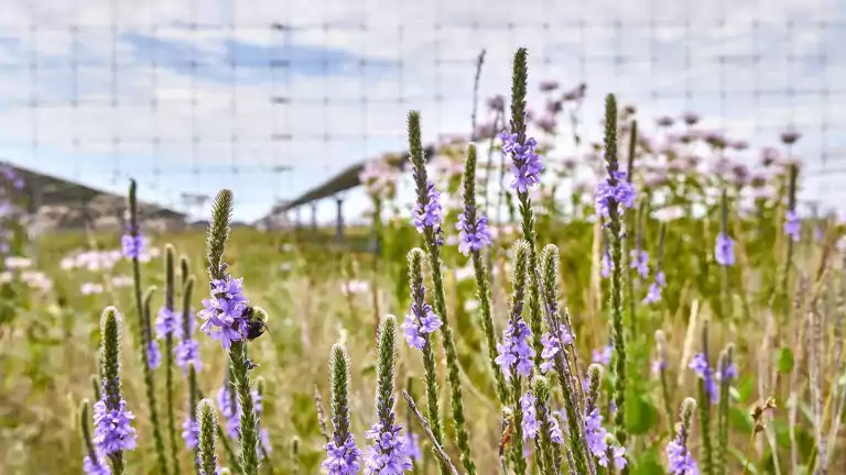 northstarsolar_3_up_close_purple_pollinator_-_photo_credit_desri_1