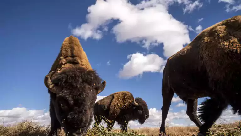 Bison Grazing