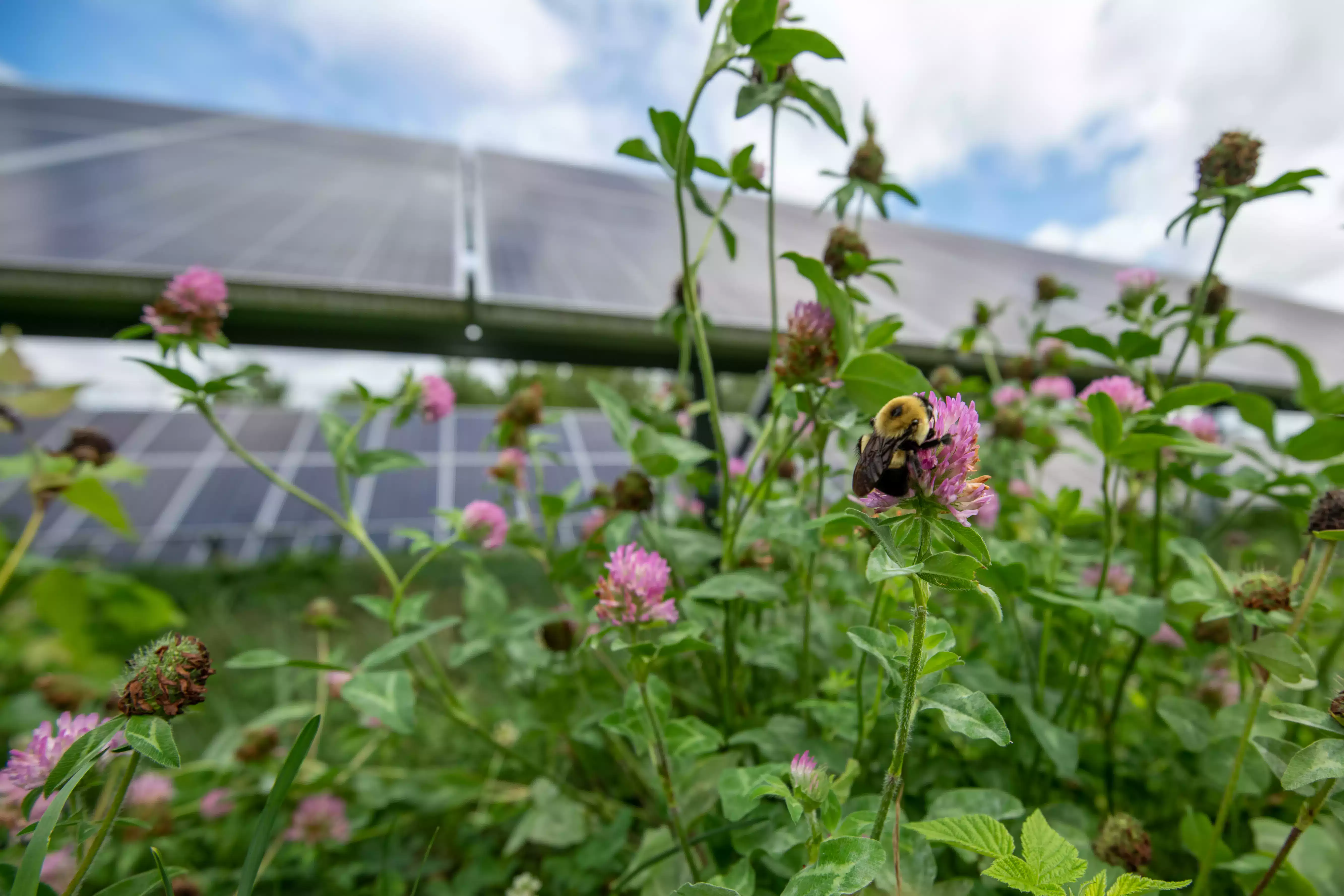 etown_bumblbee_on_purple_clover_panels_in_back.jpg