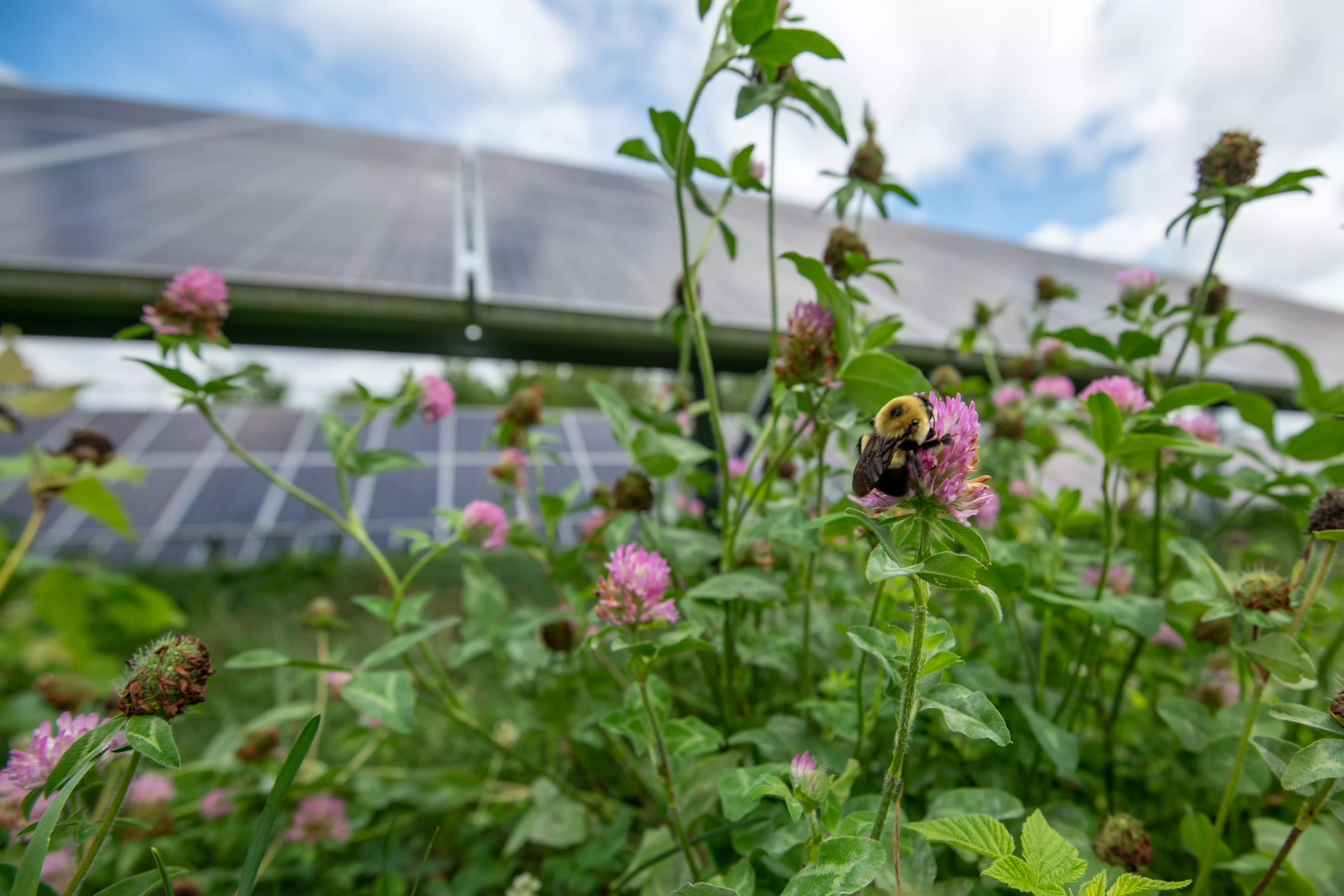 etown_bumblbee_on_purple_clover_panels_in_back.jpg