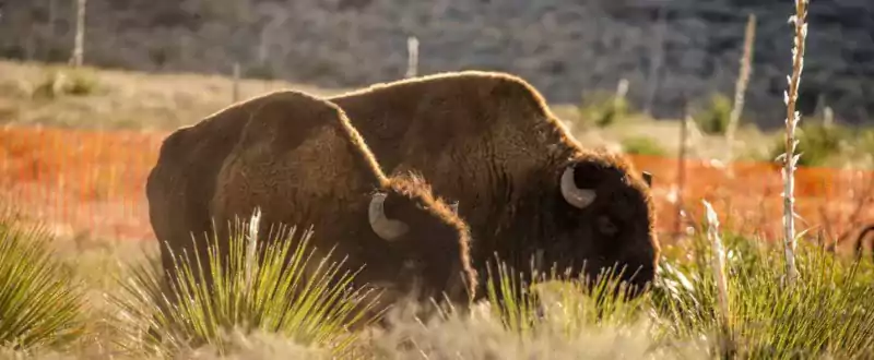 Two Bison Grazing