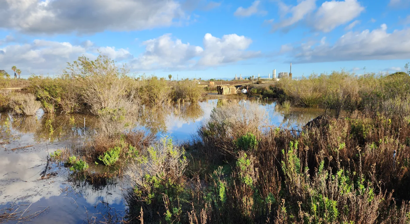 Flooded mulefat