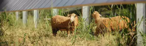Lawaii sheep