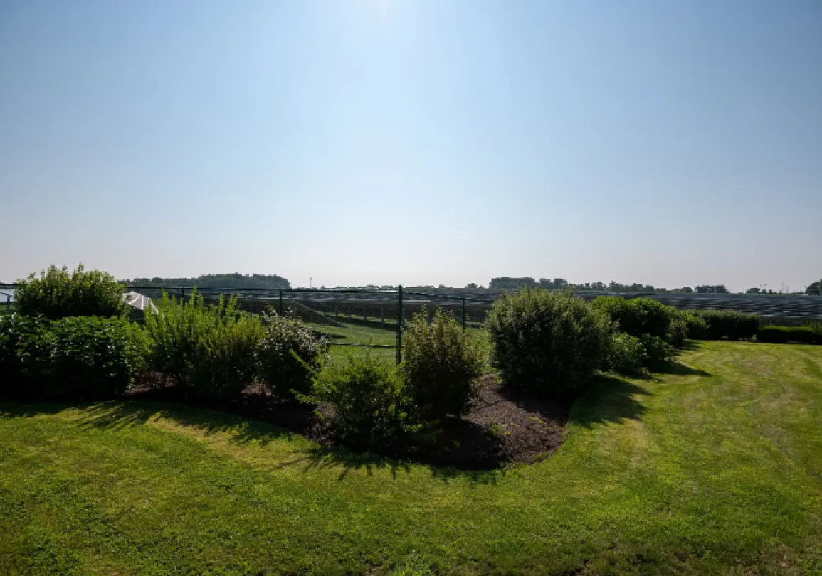 A large solar panel array behind a chain-link fence surrounded by green bushes and a grassy lawn under a clear blue sky.