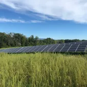 A field of solar panels surrounded by tall grass under a clear blue sky with scattered clouds.