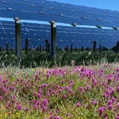 A field of vibrant purple and yellow wildflowers in front of a large array of solar panels under a clear blue sky.