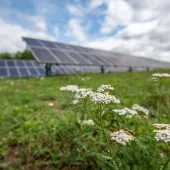 Clover flowers in front of solar panels