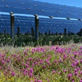 A field of vibrant purple and yellow wildflowers in the foreground with large solar panels mounted on metal frames in the background. The sky is clear and blue, indicating a sunny day.