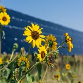Close-up of yellow sunflowers in a field with a large solar panel array in the background under a clear blue sky.