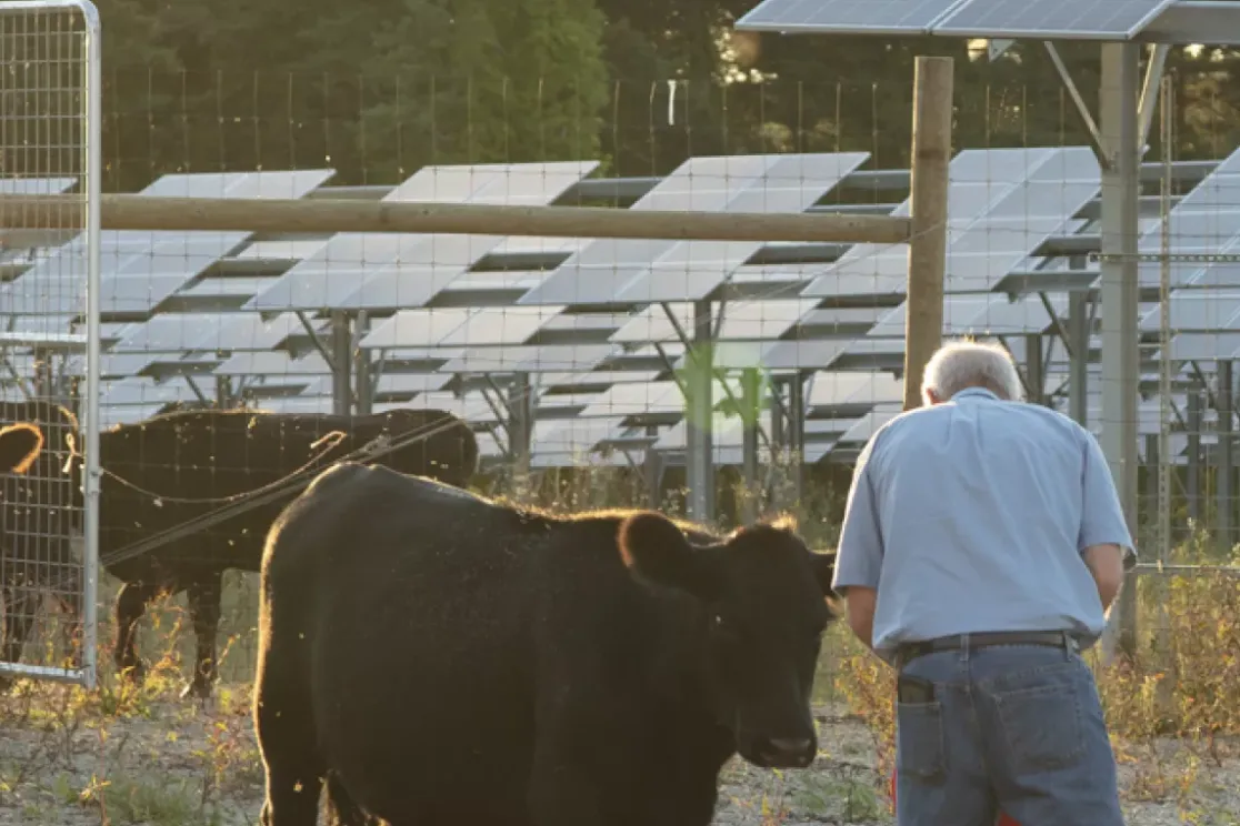 A person stands near a group of black cows in a field with solar panels in the background. The scene is enclosed by a wire fence, and the sunlight casts a warm glow over the area.