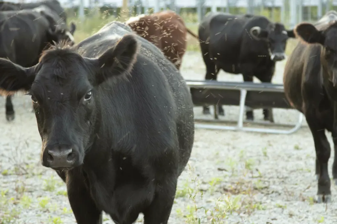 A group of black cows standing on a gravel surface with some grass patches. The cows are facing the camera, with one in the foreground and others in the background. A metal feeding trough is visible behind them. The scene is outdoors, with a blurred background of a fence and greenery.