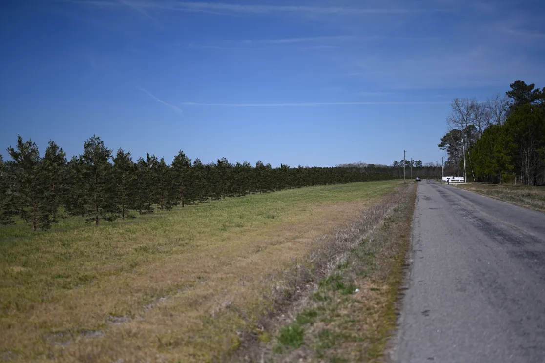 A rural road runs alongside a field of young evergreen trees under a clear blue sky. The road is bordered by grass and leads towards a distant white fence and trees.
