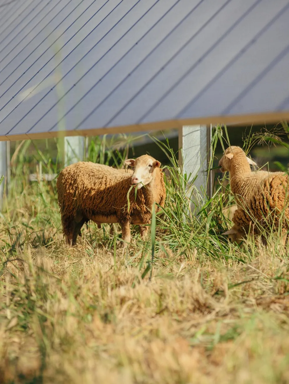 Sheep grazing on grass under solar panels in a field.