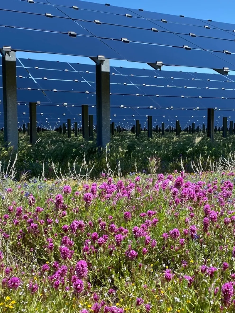 A field of vibrant purple and yellow wildflowers in front of large solar panels under a clear blue sky.