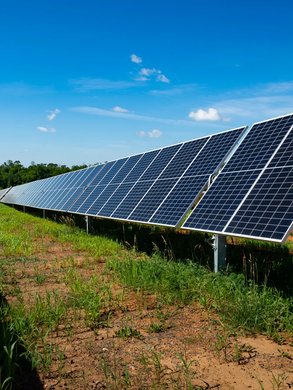 Rows of solar panels in a field under a clear blue sky, with green grass and soil visible between the rows.