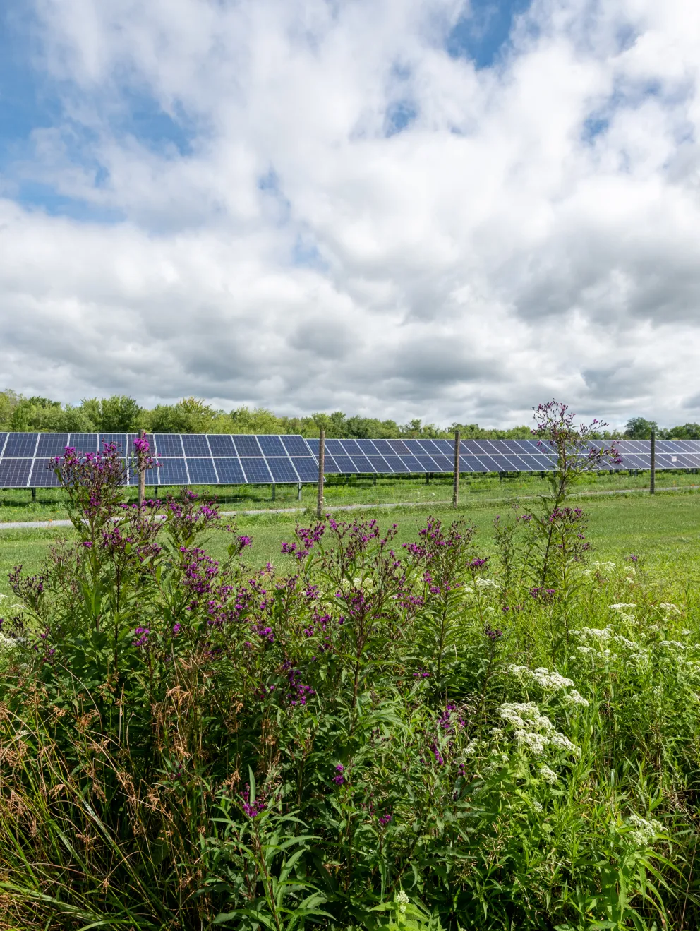 A field of solar panels under a partly cloudy sky, with wildflowers and grass in the foreground.
