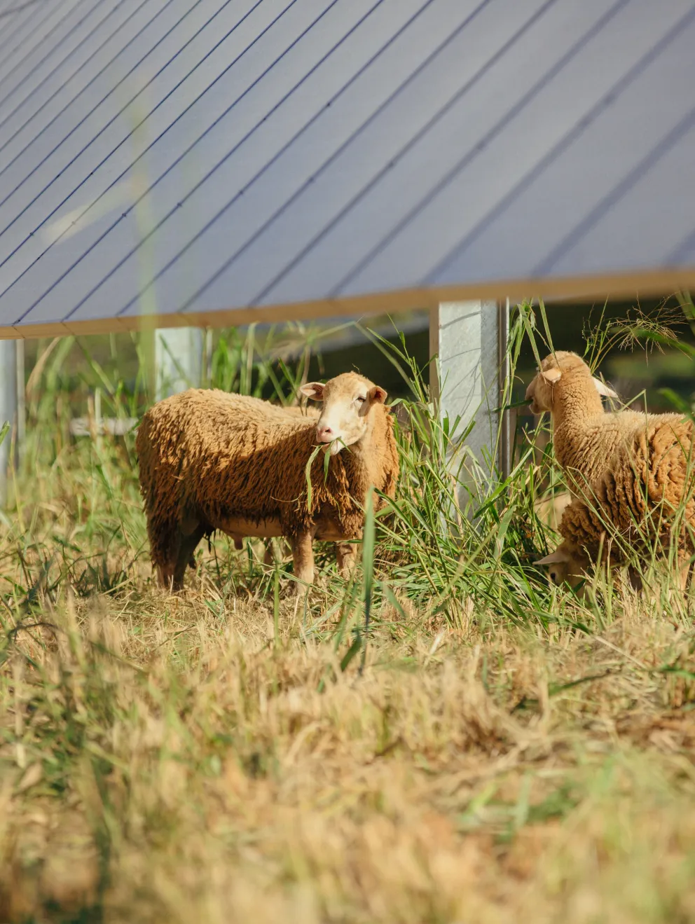 Sheep grazing under solar panels in a field with tall grass.