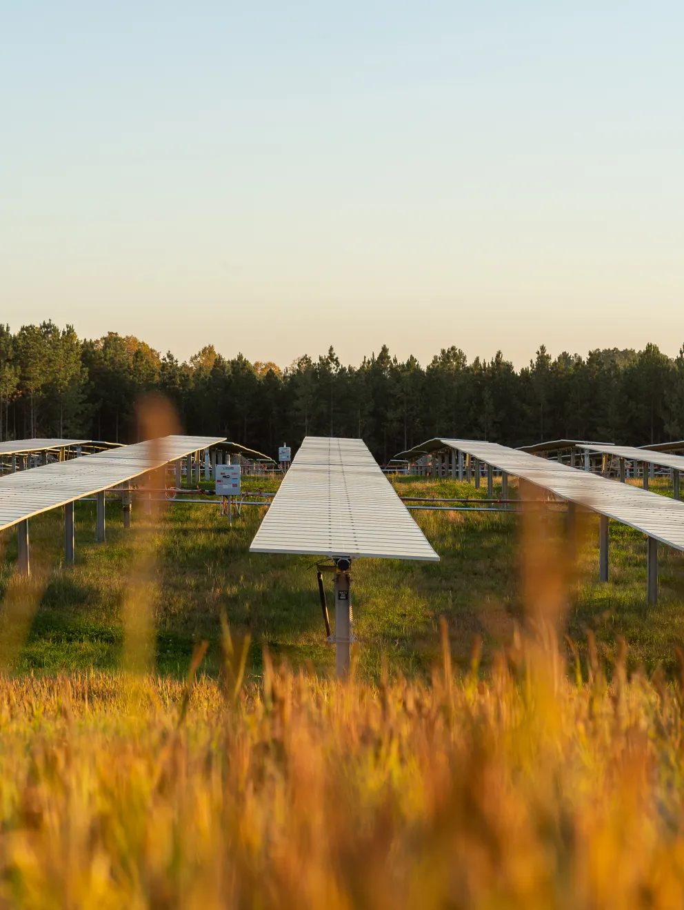 Rows of solar panels in a field with tall grass in the foreground and a forest in the background under a clear sky.