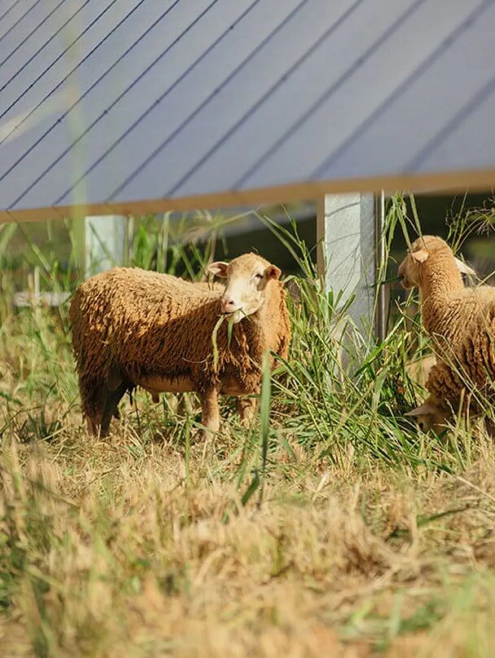 Two sheep grazing under solar panels in a field with tall grass.