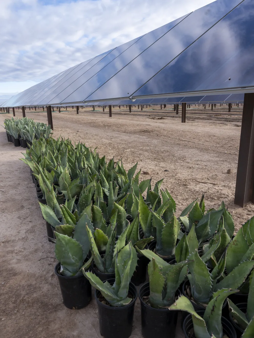 PD - solar - storage - agrivoltaic.jpg