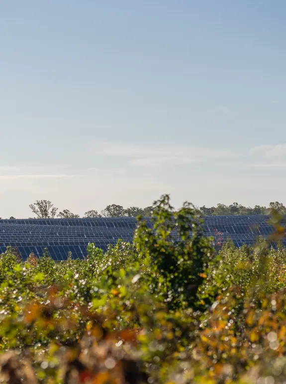 A wide field of solar panels seen behind out-of-focus green bushes under a clear blue sky.