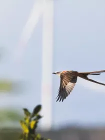A scissor-tailed flycatcher in flight with long tail feathers against a blurred background of wind turbines and greenery.