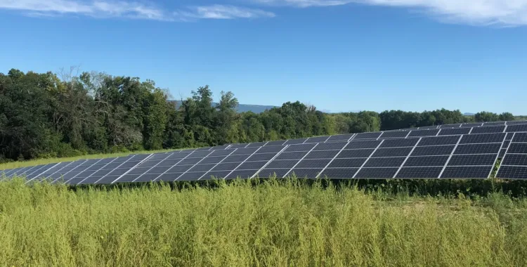 solar-panels-field-trees.jpg 01