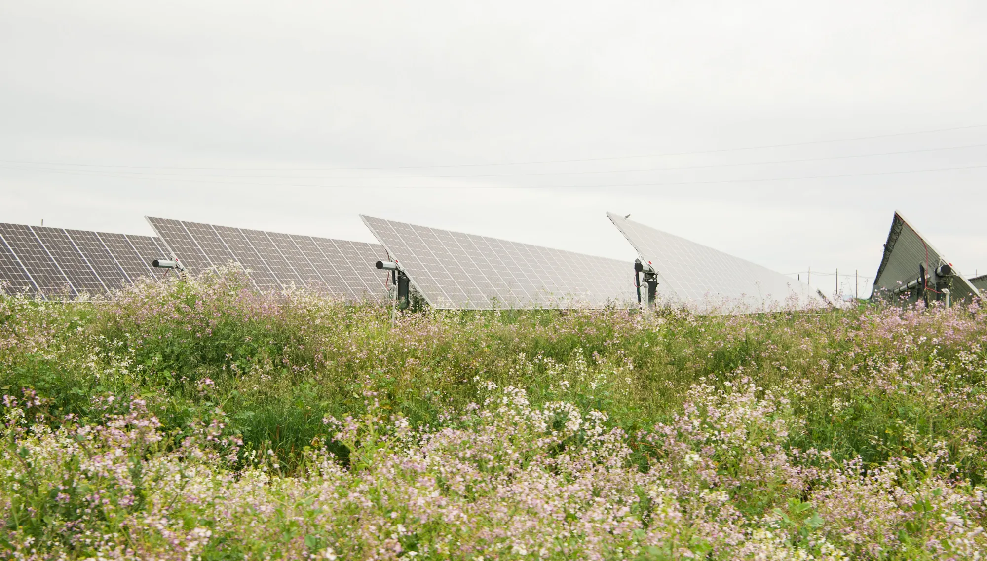 Solar panels in a field of wildflowers under a cloudy sky.