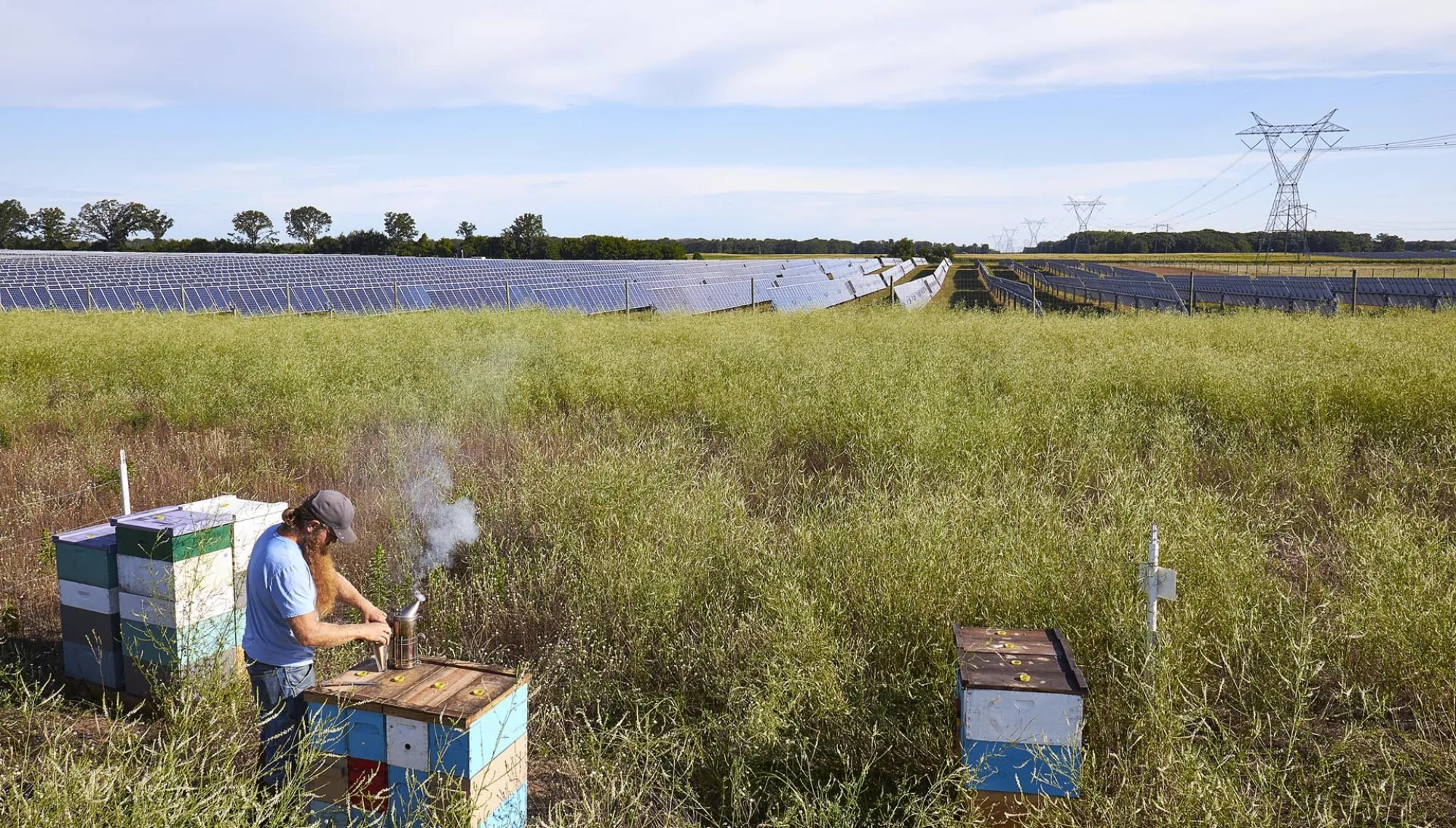 Beekeeper next to solar farm