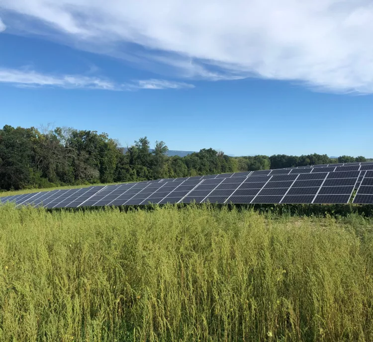 A field of solar panels surrounded by tall grass under a clear blue sky with scattered clouds.