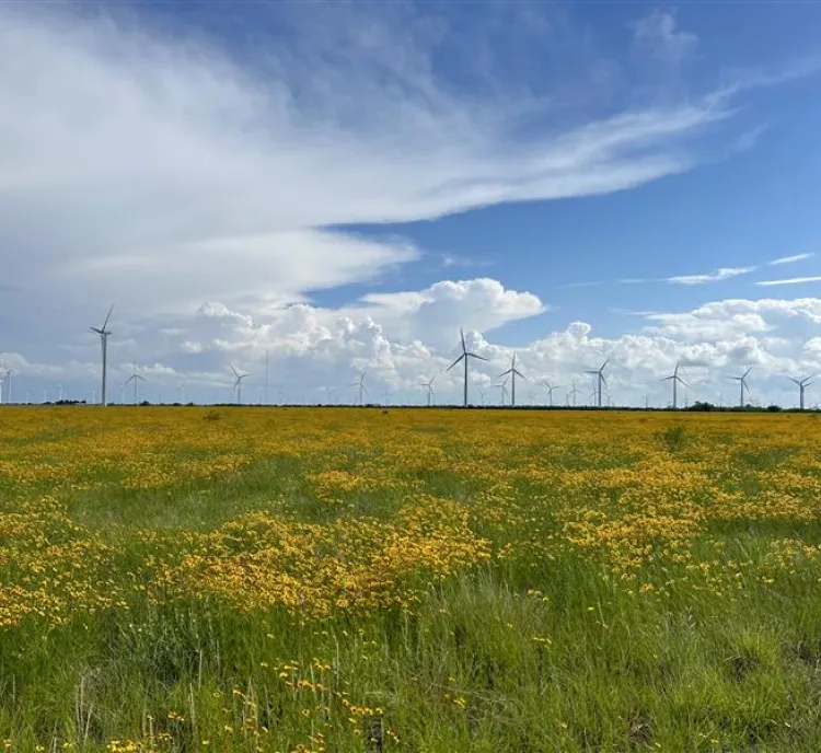 A field of yellow flowers under a blue sky with scattered clouds. Wind turbines are visible in the distance, blending with the horizon.