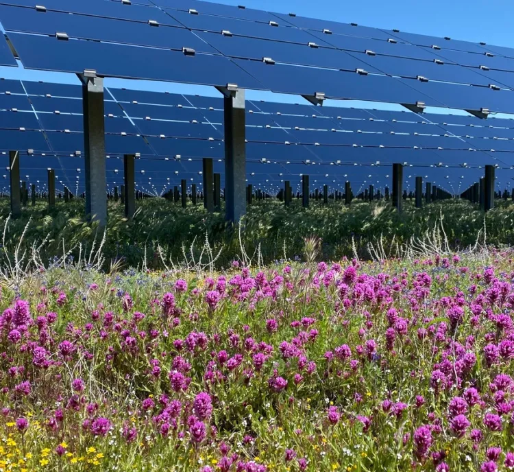 Solar panels aligned in a field with vibrant pink and yellow wildflowers under a clear blue sky.