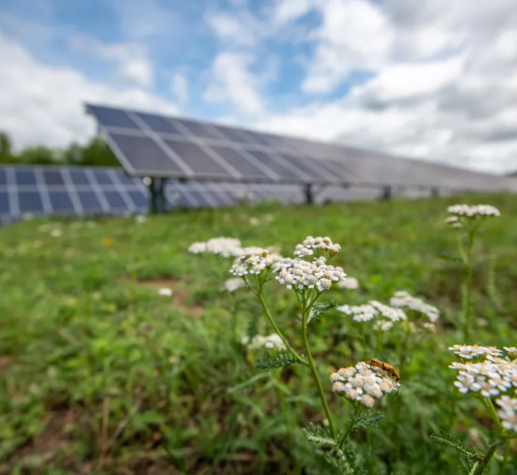 Clover flowers in front of solar panels