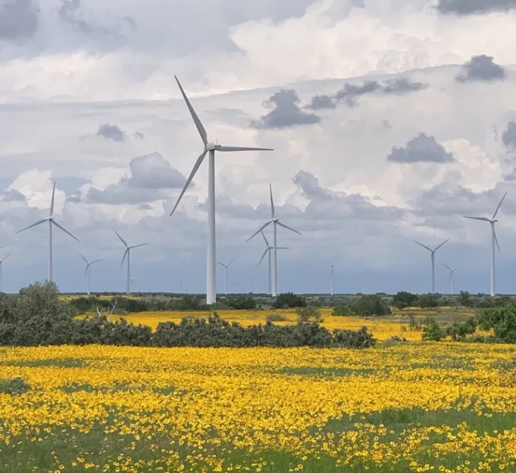 A field of vibrant yellow wildflowers stretches across the foreground with several modern wind turbines standing tall in the background under a cloudy sky.
