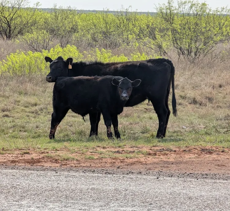 A black cow and its calf standing in a grassy field near a dirt road.
