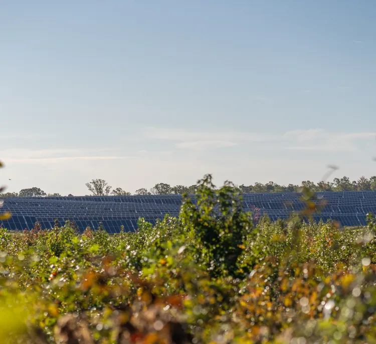 A wide field of solar panels seen behind out-of-focus green bushes under a clear blue sky.