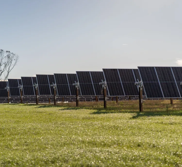 Rows of solar panels in a grassy field under a clear sky, with a few trees in the background.