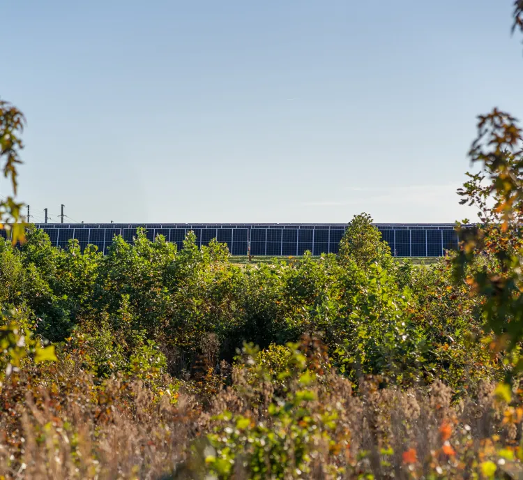 Solar panels in the distance surrounded by lush green foliage under a clear blue sky.