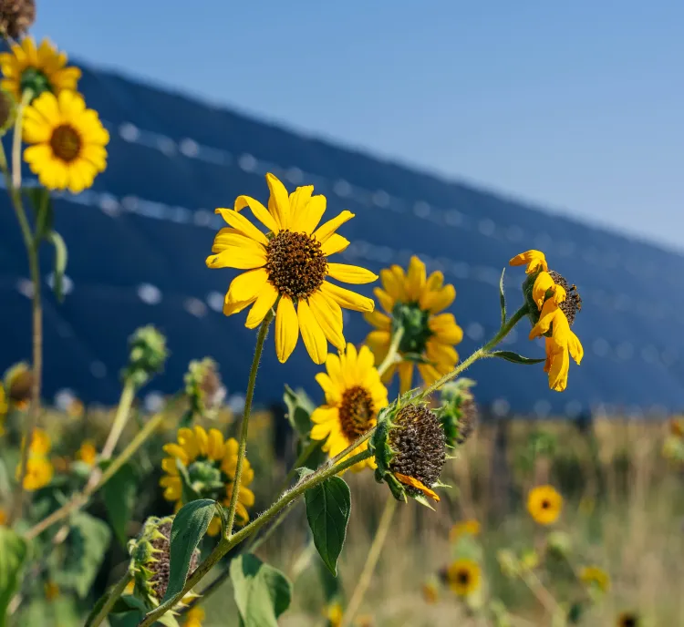 Close-up of yellow sunflowers in a field with a large solar panel array in the background under a clear blue sky.