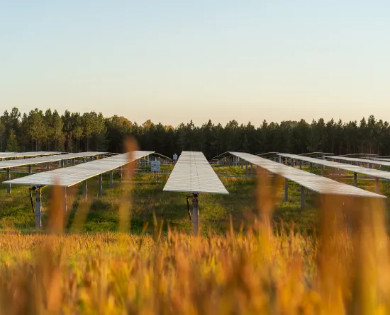 View of a solar farm with rows of solar panels in a grassy field, surrounded by trees under a clear sky.