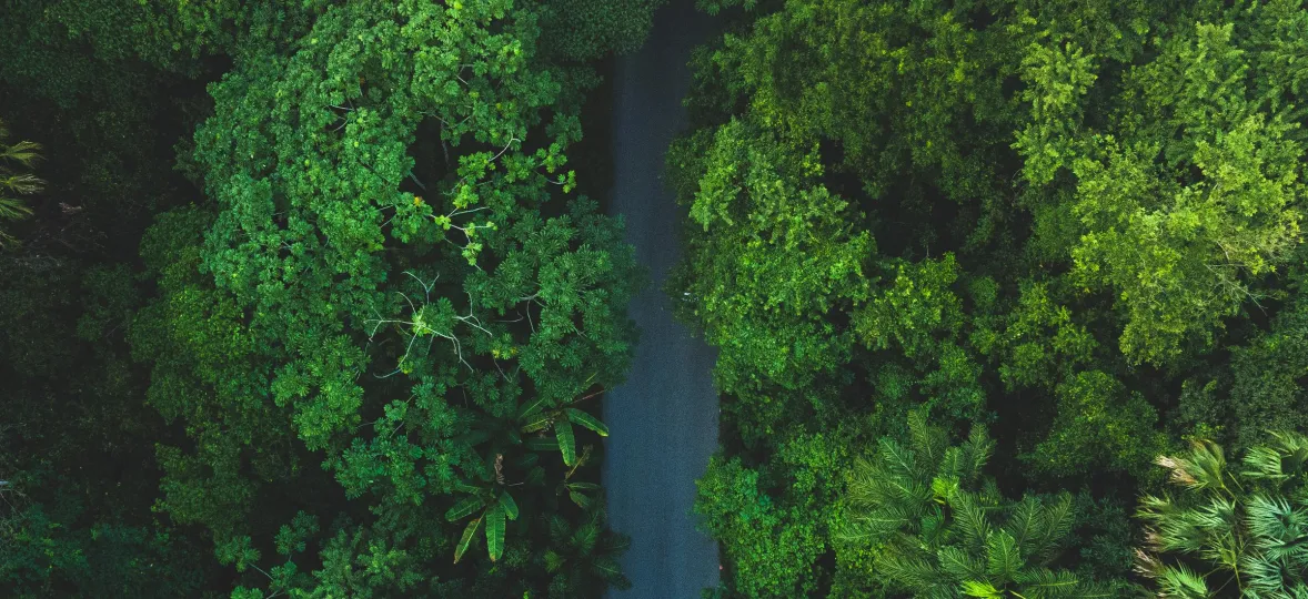 Aerial view of a dense green forest with a narrow road cutting through the middle.