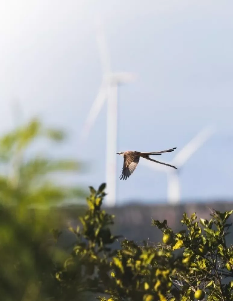 A bird with long tail feathers flying over a green bush, with blurred wind turbines in the background against a clear sky.