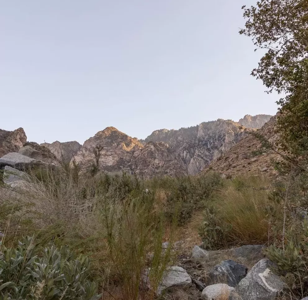A rocky landscape with sparse vegetation in the foreground, including bushes and dry grass. In the background, rugged mountains rise under a clear blue sky. A tree with green leaves is visible on the right side of the image.